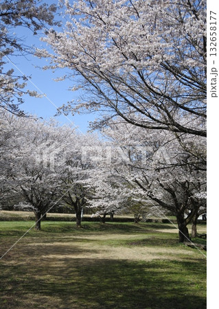 満開の桜の花、さくら、桜、花、春 満開の桜の花、さくら、桜、花、春 132658177
