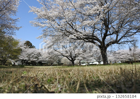 満開の桜の花、さくら、桜、花、春 132658184