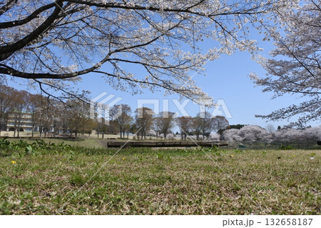 満開の桜の花、さくら、桜、花、春 満開の桜の花、さくら、桜、花、春 132658187