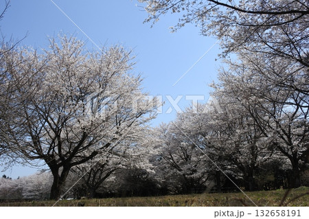 満開の桜の花、さくら、桜、花、春 満開の桜の花、さくら、桜、花、春 132658191