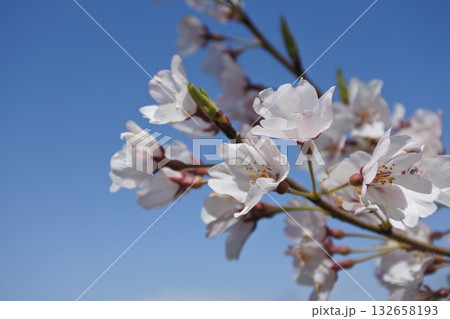 満開の桜の花、さくら、桜、花、春 132658193