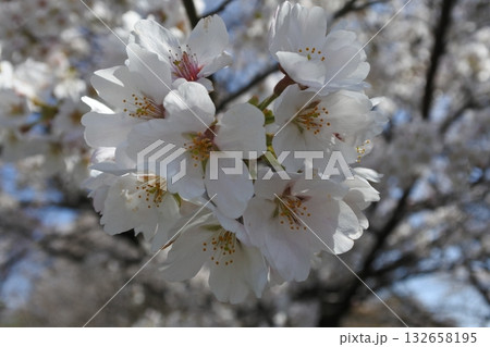 満開の桜の花、さくら、桜、花、春 132658195