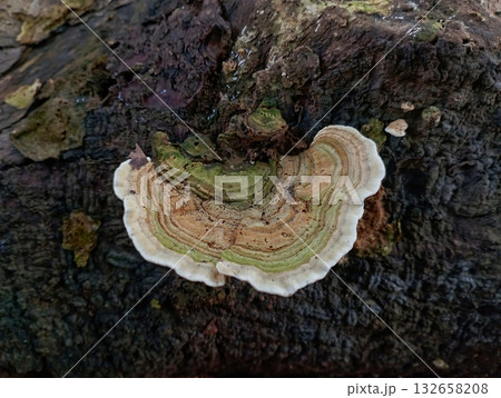 Close-up of Shelf Mushroom on Mossy Decaying Log Close-up of Shelf Mushroom on Mossy Decaying Log 132658208
