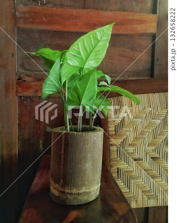 Green Indoor Plant in a Bamboo Pot on a Wooden Table 132658222