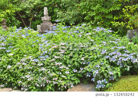 霊源院の甘茶 霊源院の甘茶 132658242