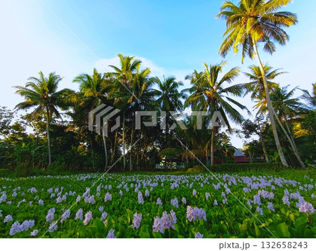 Water Hyacinth Flowers Field Under Tropical Palm Trees 132658243