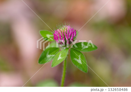 ムラサキツメクサの花 132658486