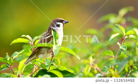 スズメ（雀/sparrow) 132658488