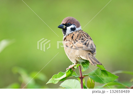 スズメ（雀/sparrow) 132658489