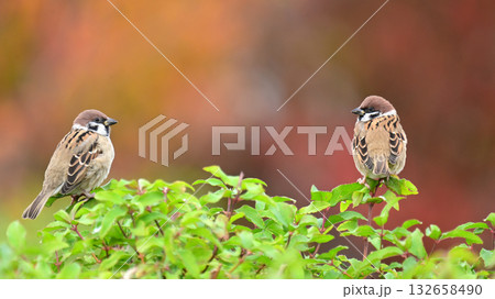 スズメ（雀/sparrow) 132658490