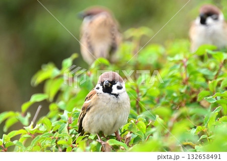 スズメ(雀/sparrow) スズメ(雀/sparrow) 132658491