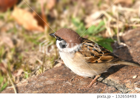 スズメ(雀/sparrow) スズメ(雀/sparrow) 132658493