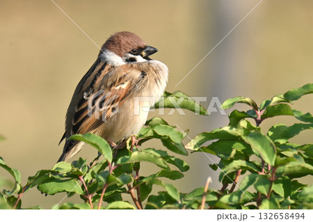 スズメ(雀/sparrow) スズメ(雀/sparrow) 132658494