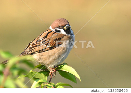 スズメ(雀/sparrow) スズメ(雀/sparrow) 132658496