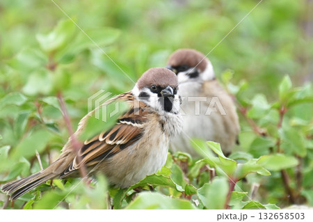 スズメ（雀/sparrow) 132658503