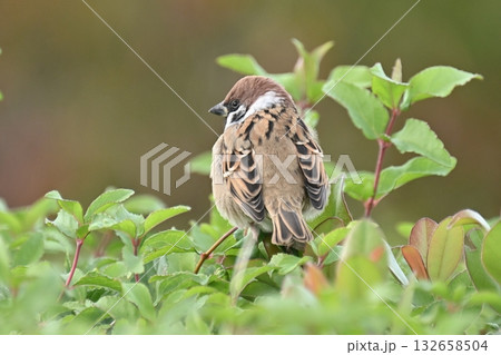 スズメ(雀/sparrow) スズメ(雀/sparrow) 132658504