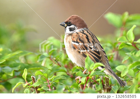 スズメ(雀/sparrow) スズメ(雀/sparrow) 132658505