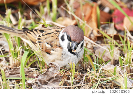 スズメ(雀/sparrow) スズメ(雀/sparrow) 132658506
