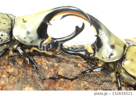 グラントシロカブト同士の戦い　樹木の上で白背景 132658521