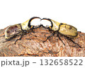 グラントシロカブト同士の戦い　樹木の上で白背景 132658522