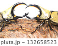 グラントシロカブト同士の戦い　樹木の上で白背景 132658523