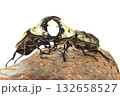 グラントシロカブト同士の戦い　樹木の上で白背景 132658527