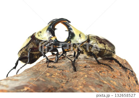 グラントシロカブト同士の戦い 樹木の上で白背景 グラントシロカブト同士の戦い 樹木の上で白背景 132658527