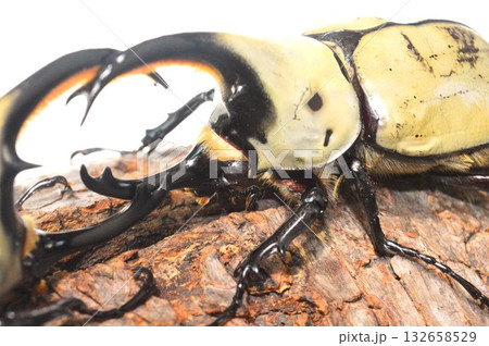 グラントシロカブト同士の戦い　樹木の上で白背景 132658529