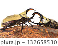 グラントシロカブト同士の戦い　樹木の上で白背景 132658530