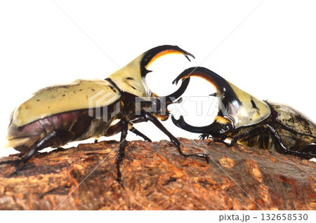 グラントシロカブト同士の戦い　樹木の上で白背景 132658530