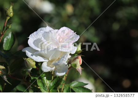 クローズアップ撮影した秋薔薇の花 132658577