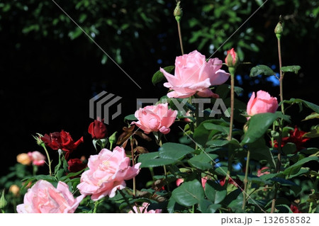 薔薇園に咲くピンクの薔薇の花 薔薇園に咲くピンクの薔薇の花 132658582