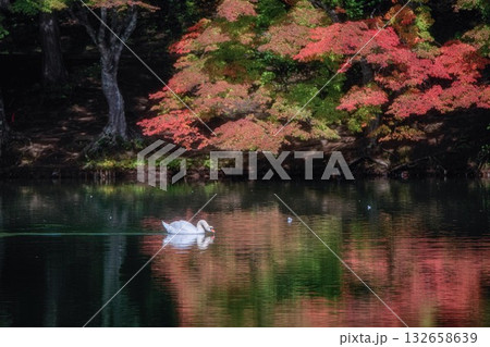 伊奈ヶ湖の紅葉と白鳥 132658639