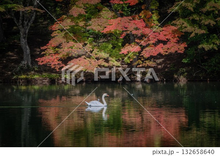 伊奈ヶ湖の紅葉と白鳥 伊奈ヶ湖の紅葉と白鳥 132658640
