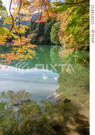 伊奈ヶ湖の紅葉と白鳥 伊奈ヶ湖の紅葉と白鳥 132658652