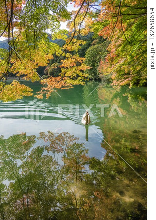 伊奈ヶ湖の紅葉と白鳥 伊奈ヶ湖の紅葉と白鳥 132658654