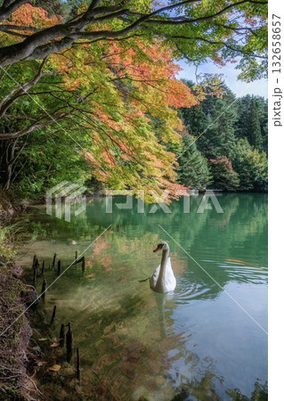 伊奈ヶ湖の紅葉と白鳥 伊奈ヶ湖の紅葉と白鳥 132658657