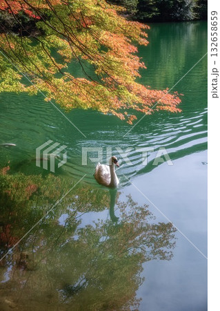 伊奈ヶ湖の紅葉と白鳥 伊奈ヶ湖の紅葉と白鳥 132658659