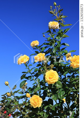 青空バックに撮影した薔薇の花 132658873