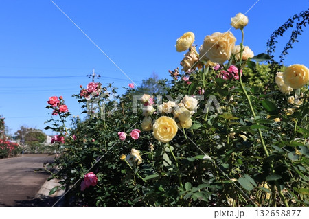 伊奈町の薔薇園の風景 伊奈町の薔薇園の風景 132658877