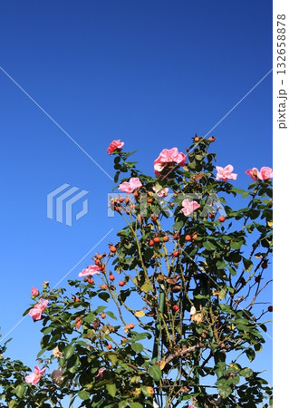 青空バックに撮影した薔薇の花 132658878