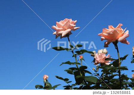 青空バックに撮影した薔薇の花 青空バックに撮影した薔薇の花 132658881