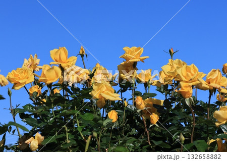 青空バックに撮影した薔薇の花 132658882