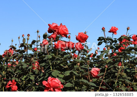 青空バックに撮影した薔薇の花 132658885