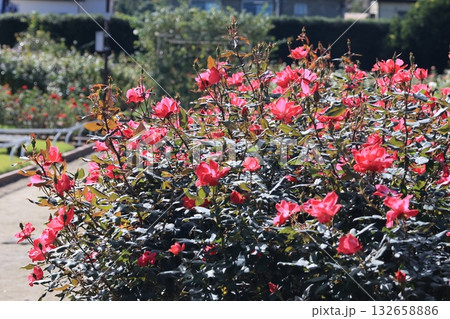伊奈町の薔薇園の風景 132658886