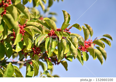 クロガネモチ（縁起物にも） 132660100