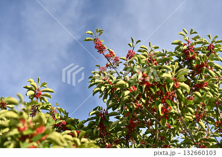 クロガネモチ（縁起物にも） 132660103