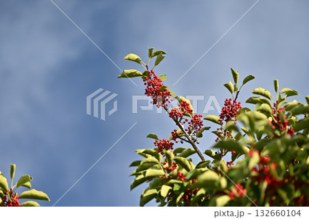 クロガネモチ(縁起物にも) クロガネモチ(縁起物にも) 132660104