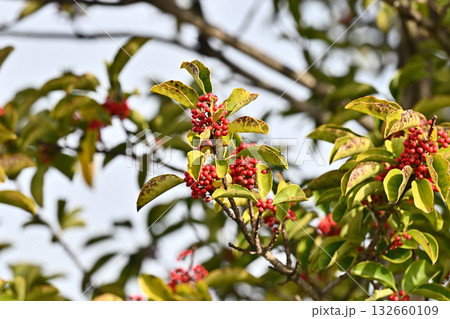 クロガネモチ（縁起物にも） 132660109
