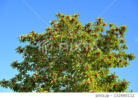 クロガネモチ（縁起物にも） 132660112